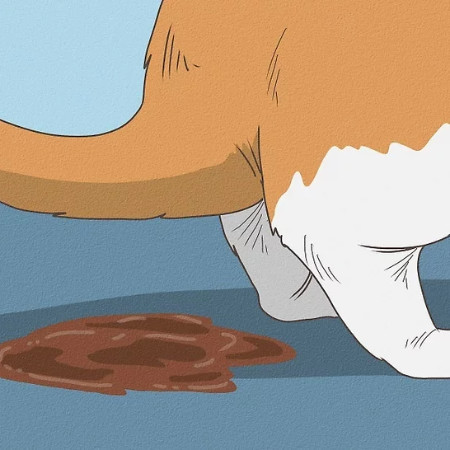 اسهال گربه | دلایل اسهال گربه، روش درمان، نشانه‌های خطر و زمان مراجعه به دامپزشک