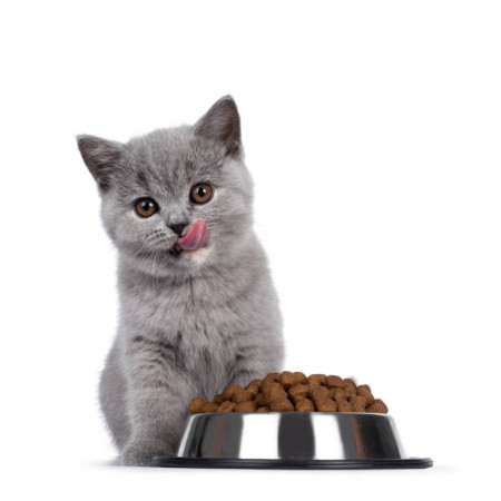 چه مقدار غذا در روز برای گربه؟ | جدول دقیق بر اساس سن و وزن