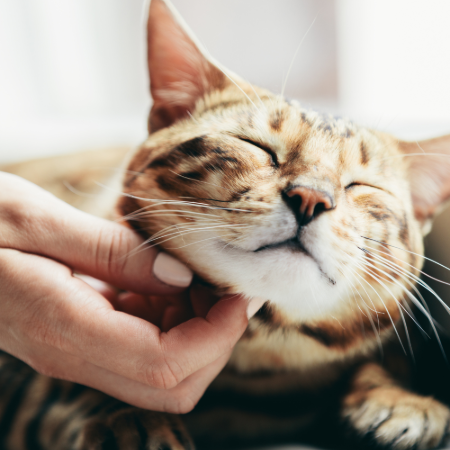 چرا گربه خرخر می‌کند؟ | دلایل خرخر کردن گربه + انواع خرخر گربه