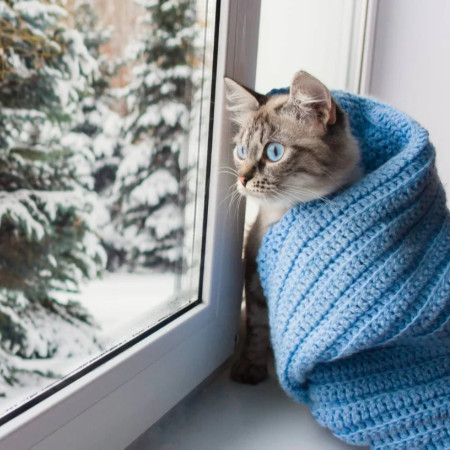 علائم سرماخوردگی گربه | نشانه‌ها، دلایل و زمان مراجعه به دامپزشک