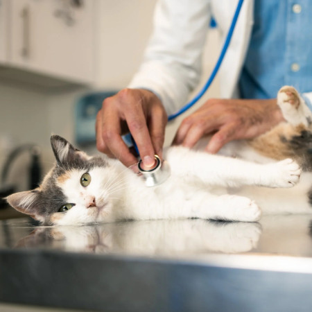 علائم FIP در گربه‌ها | نشانه‌های اولیه و پیشرفته بیماری FIP