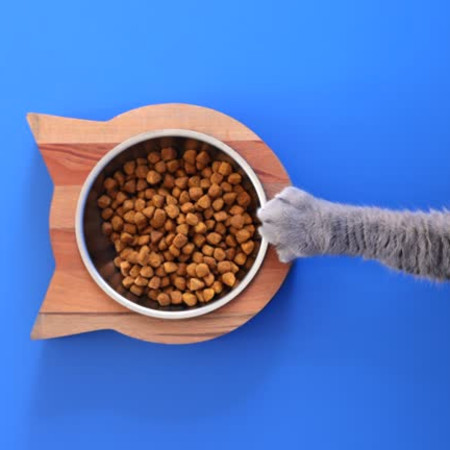 بهترین غذا برای گربه چیست؟ راهنمای کامل انتخاب غذای گربه (خشک و مرطوب)