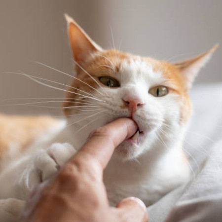 چرا گربه گاز می‌گیرد؟ | دلایل گاز گرفتن گربه + روش صحیح برخورد