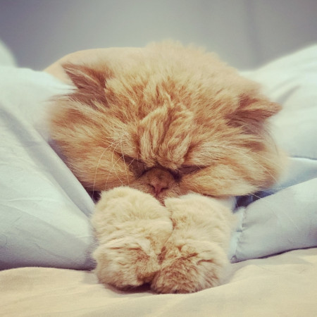 بی‌حالی گربه | علت خواب زیاد و کم‌حرکتی گربه + راهکارهای درمان