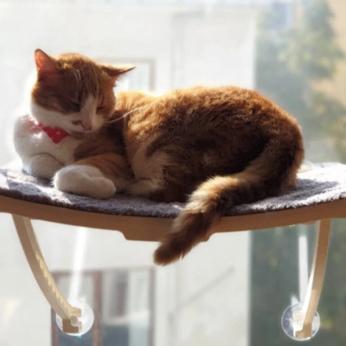 جای خواب شیشه‌ای گربه آتاپت