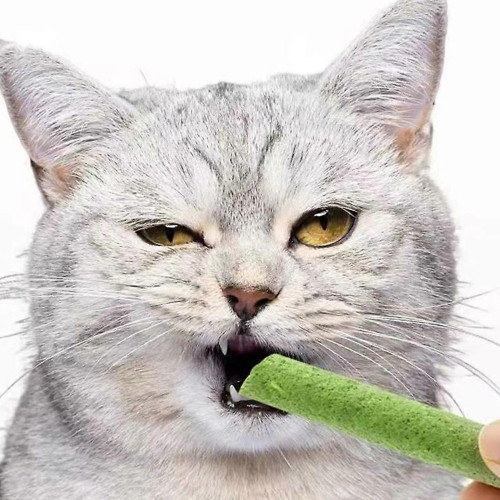 کت‌گرس (علف مخصوص گربه)
